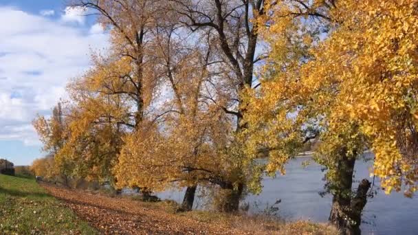 Hojas de otoño cayendo de las copas de los árboles de álamo — Vídeos de Stock