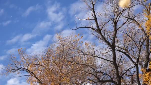 Hojas de otoño cayendo de las copas de los árboles de álamo — Vídeo de stock