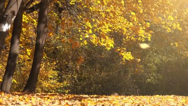 Derramando hojas de otoño cayendo en el parque — Vídeos de Stock
