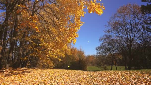 Podzimní listí spadající do parku