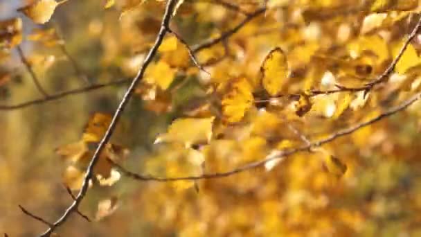 branches de peuplier cime des arbres avec des feuilles sur le vent 