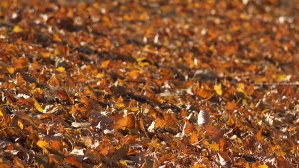 Terreno coperto con foglie autunnali cadute — Video Stock