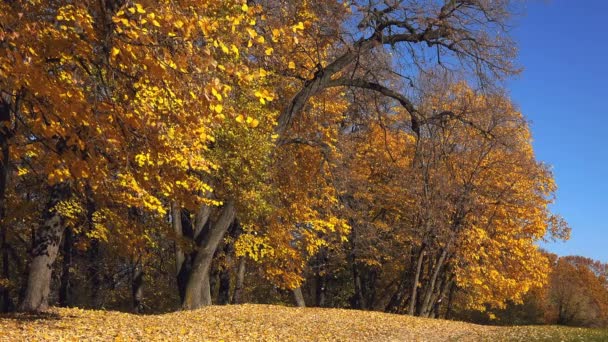 秋天的树叶飘落在公园里 — 图库视频影像