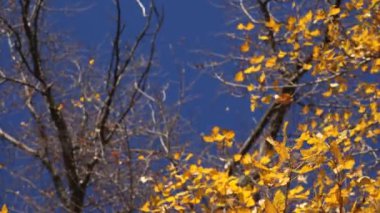 Yaprak döken sonbahar treetop altında