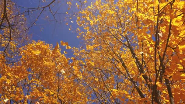 Bajo la copa decidua de los árboles de otoño — Vídeo de stock