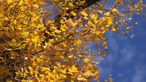 Onder de bladverliezende herfst treetop — Stockvideo