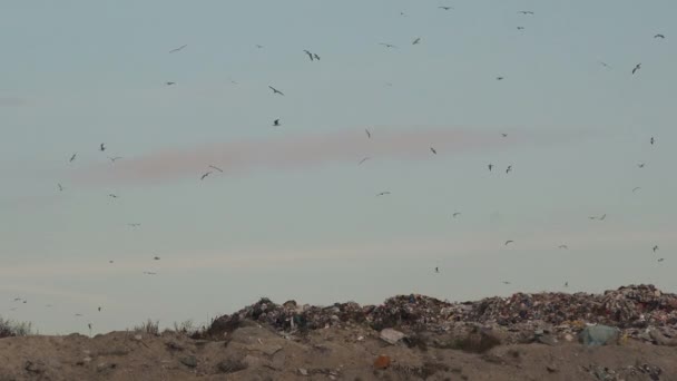 Kudde van meeuwen op de vuilnisbelt storten — Stockvideo