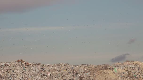 Стая чайки над свалкой мусора — стоковое видео