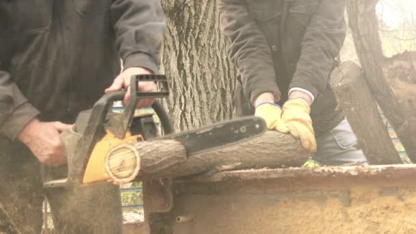 Hombres cortando troncos de madera con motosierra — Vídeos de Stock