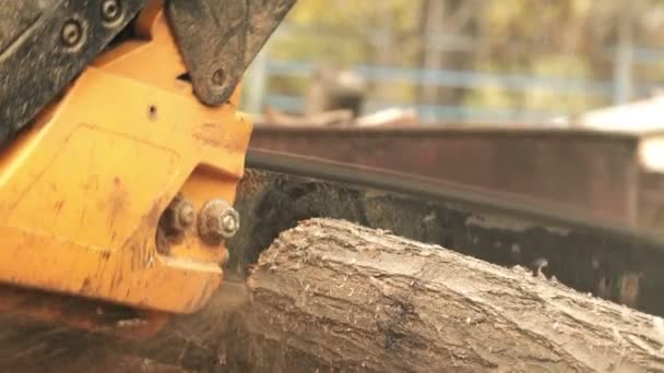 Hombres cortando troncos de madera con motosierra — Vídeo de stock