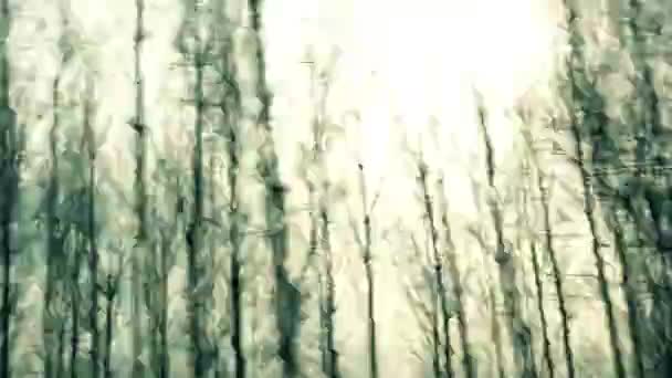 开车穿过森林 — 图库视频影像