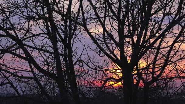 Ηλιοβασίλεμα πίσω από τα γυμνά treetop το χειμώνα — Αρχείο Βίντεο