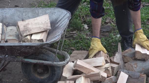 Lumberjack loading wheelbarrow with wood logs — Stock Video