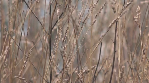 Droge winter gras Rechtenvrije Stockvideo's