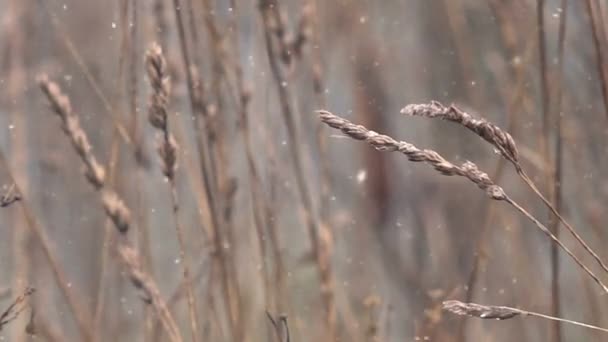 Ξηρό χειμώνα χόρτο στο χιόνι — Αρχείο Βίντεο
