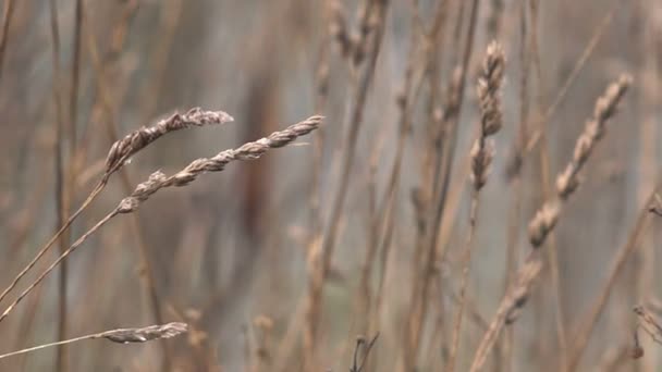 冬の乾燥草 — ストック動画