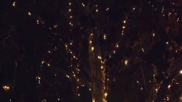 Blinkande led ljus semester dekoration på lövträd — Stockvideo