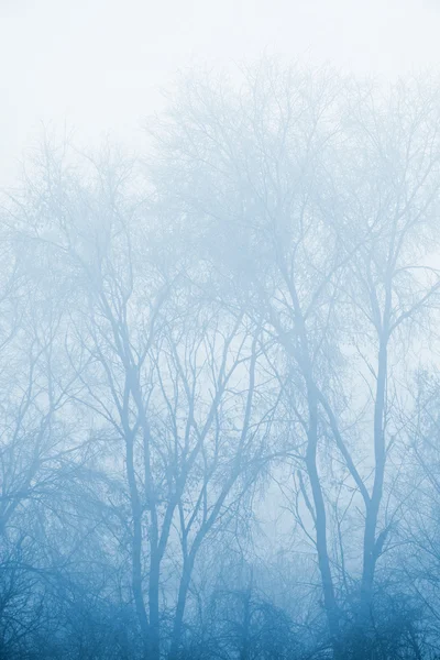 Misteriosos árboles desnudos de invierno en la niebla —  Fotos de Stock