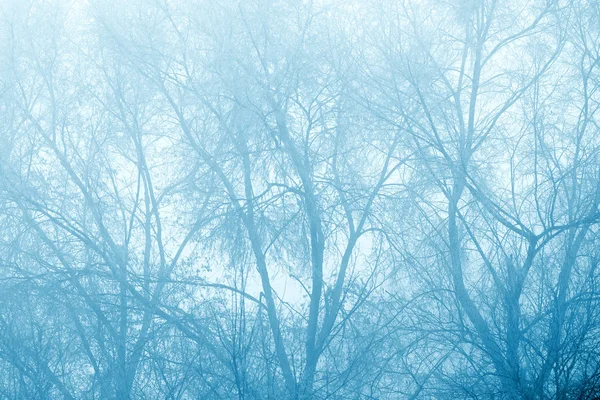 Mysterieuze blote winter boomtoppen in mist — Stockfoto