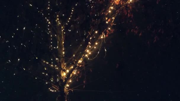 Blinking led light holiday decoration on deciduous tree — Stock Video