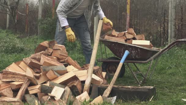 Lumberjack loading wood logs to wheelbarrow — Stock Video