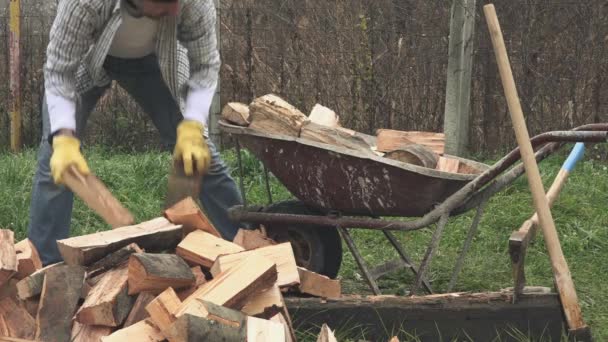 Lumberjack loading wood logs to wheelbarrow — Stock Video