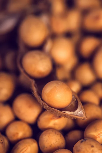 Sojabönor på nära håll — Stockfoto