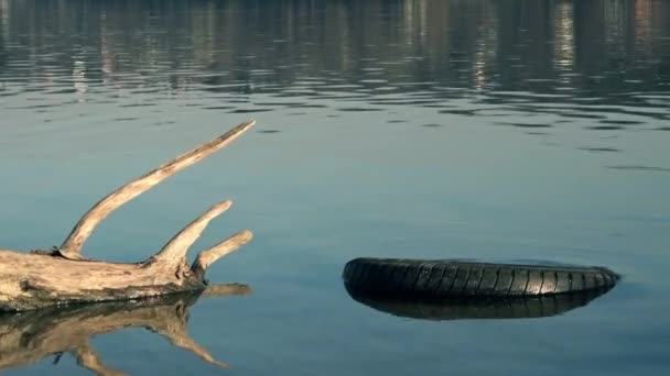 Древесина и шина для автомобиля в речной воде — стоковое видео