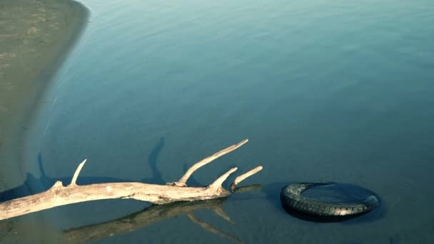 Tree trunk and car tire in river water — Stock Video