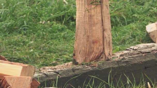 Dřevorubec, sekání dříví se sekyrou — Stock video