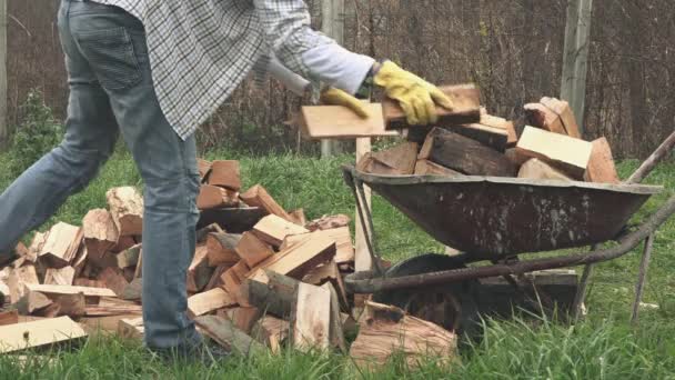 Lumberjack laddar ved till skottkärra — Stockvideo