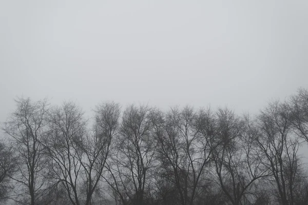 Kahle Baumkronen am Winternachmittag — Stockfoto