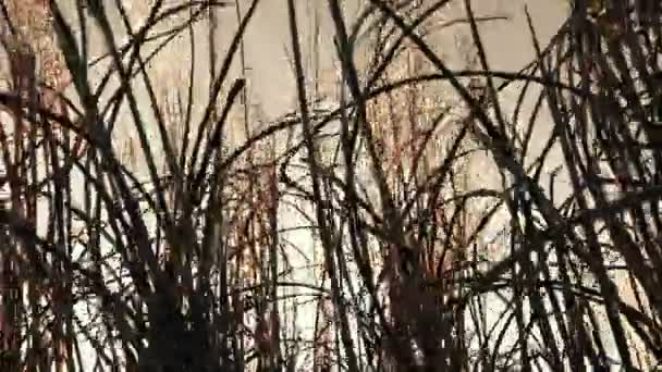 Dry winter grass on wind — Stock Video
