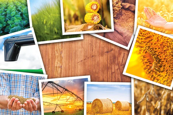 Zemědělství tématikou koláž z fotografií — Stock fotografie