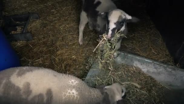 Pareja de ovejas jóvenes comiendo heno en granero — Vídeo de stock