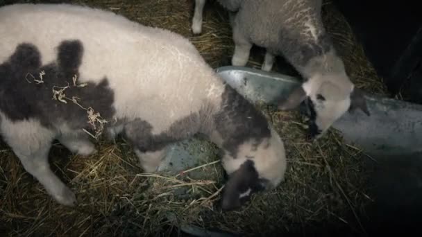 Pareja de ovejas jóvenes comiendo heno en granero — Vídeos de Stock