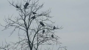 Çıplak treetop kışın dinlenme Kuşlar sürüsü