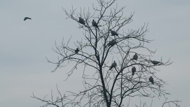 Rebanho de pássaros descansando na copa da árvore nua no inverno — Vídeo de Stock