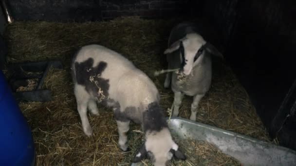 Pareja de ovejas jóvenes comiendo heno en granero — Vídeos de Stock