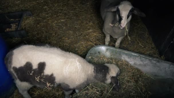 Paar jonge schapen eten hooi in de schuur — Stockvideo