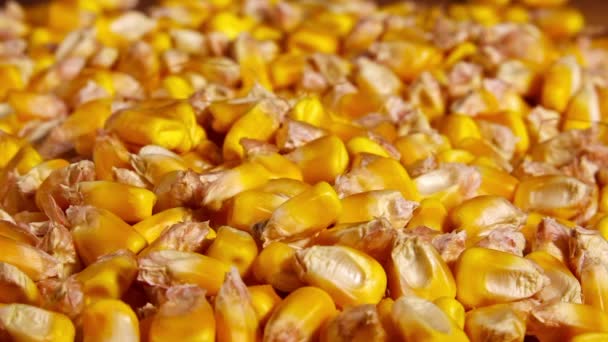 Cosecha de semillas de maíz, concepto de prácticas agrícolas exitosas — Vídeos de Stock