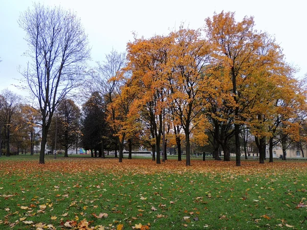 Alberi nel parco autunnale — Foto Stock