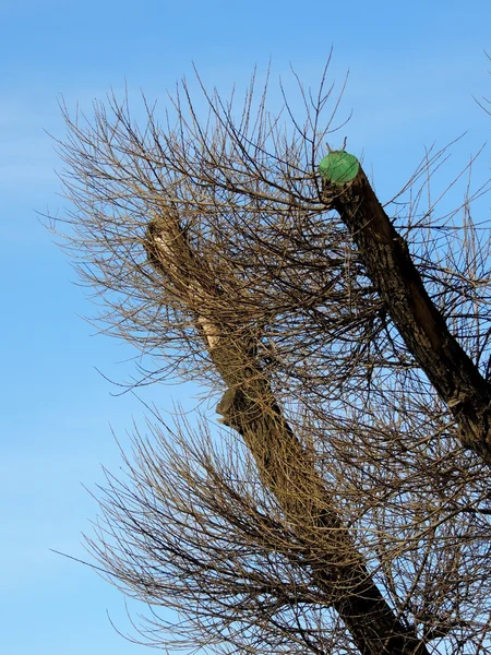 Boom met geknipte takken — Stockfoto