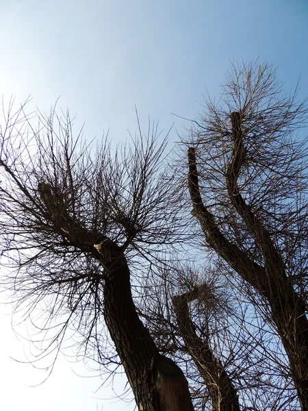 Árbol con ramas cortadas — Foto de Stock