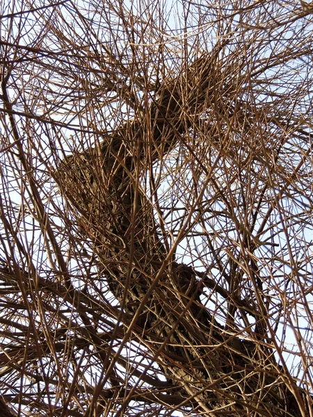 Baum mit abgesägten Ästen — Stockfoto