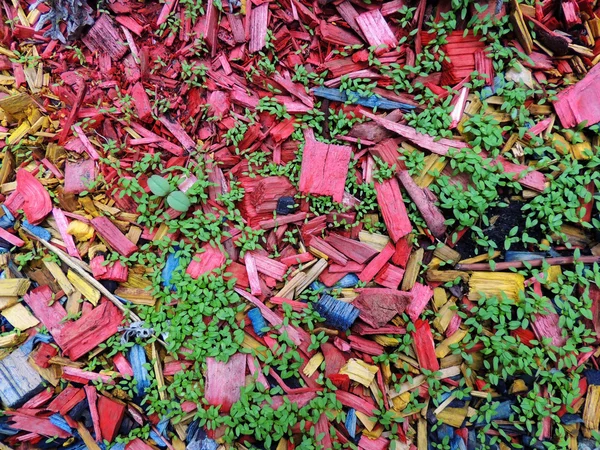 Decorative mulch of wood chips — Stock Photo, Image