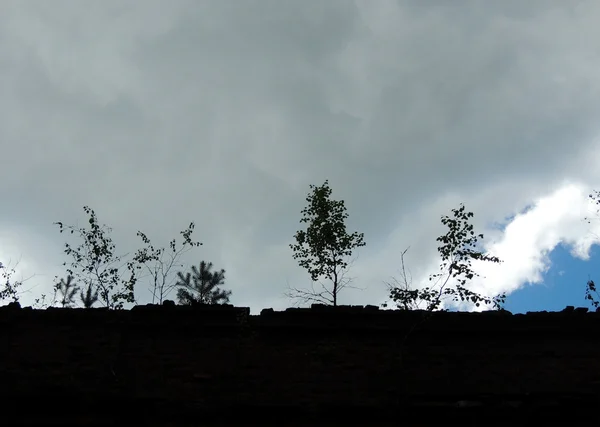 Bäume, vermischen sich mit zerstörten Gebäuden. Gegenlicht — Stockfoto