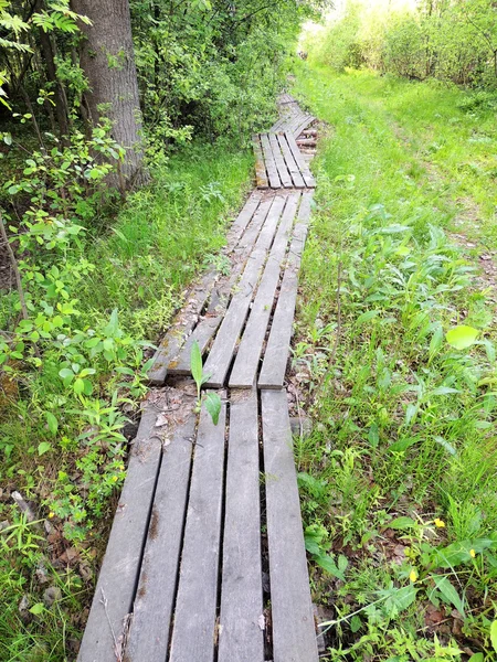 Drewniany mostek w lesie — Zdjęcie stockowe