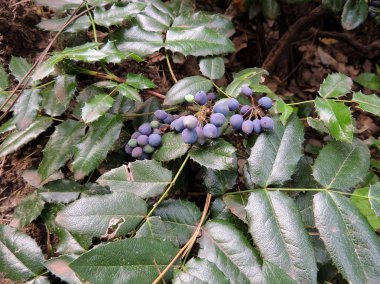 Oregon üzüm (Mahonia aquifolia) mavi çilek ile