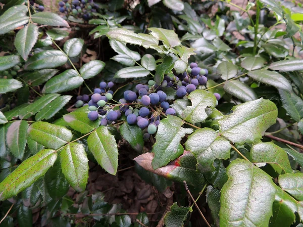 Oregon Uva (Mahonia aquifolia) com bagas azuis — Fotografia de Stock